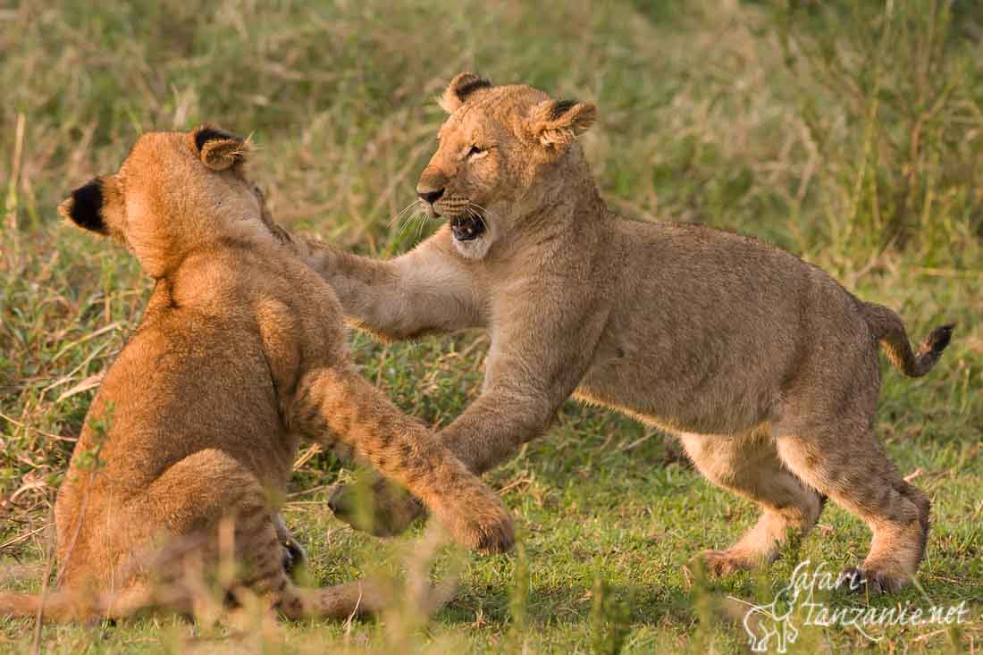 jeux lionceaux 0796