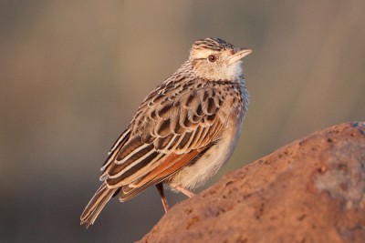 Alouettes, Cochevis, Moinelettes