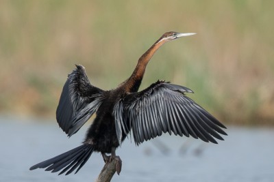 Anhinga