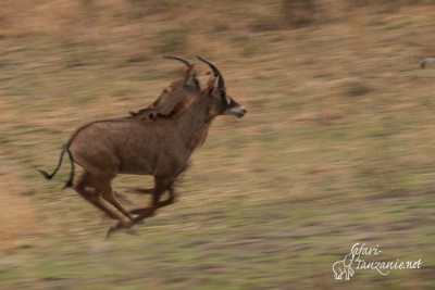 Antilope rouanne