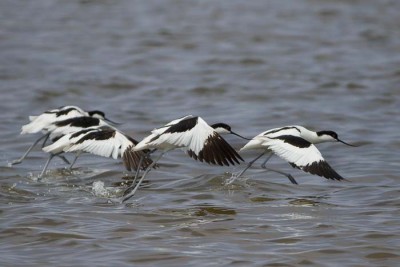 Échasse et Avocette