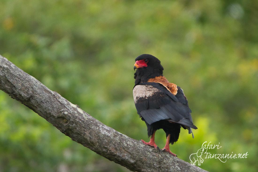 bateleur des savanes 2774