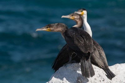 Cormorans