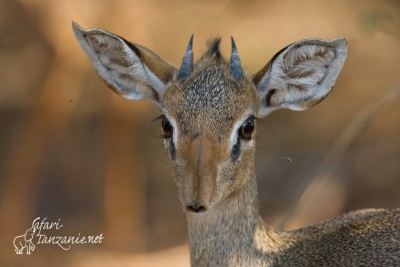 Dik-diks