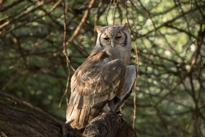 Rapaces nocturnes (ou pas)