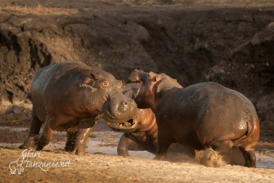 Katavi NP