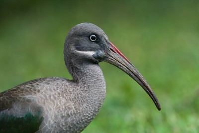 Ibis et Spatules