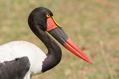 Jabiru d'Afrique