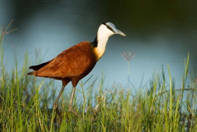 Jacanas