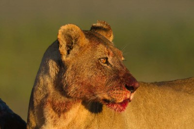 Carnivores : Félidés