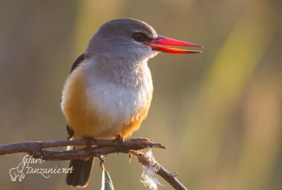 Oiseaux