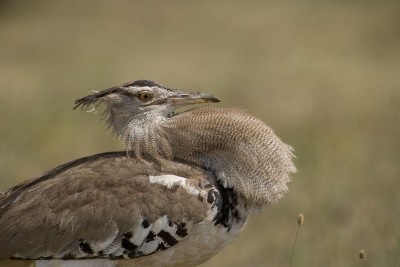 Outardes