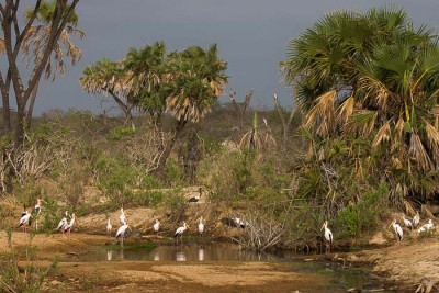 Selous GR 2006 2007