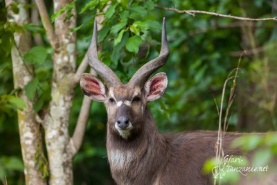 Sitatunga