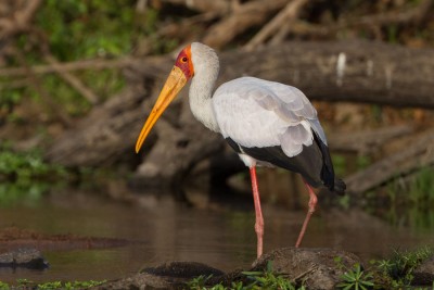 Tantale ibis