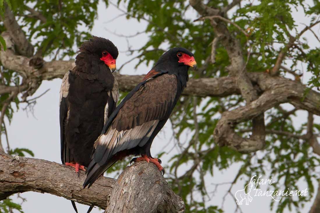 bateleur des savanes 8422