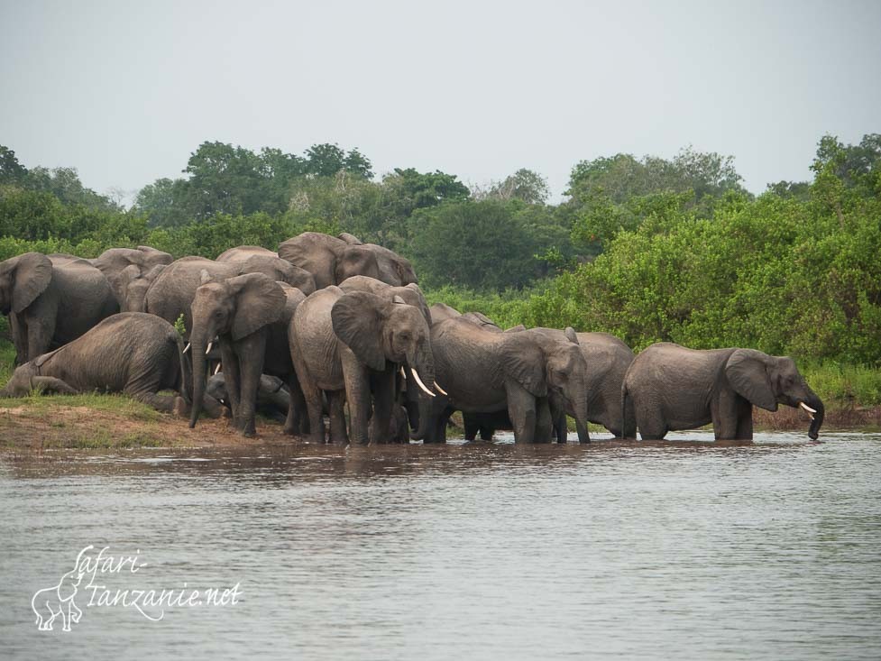 elephants rufiji 1070124