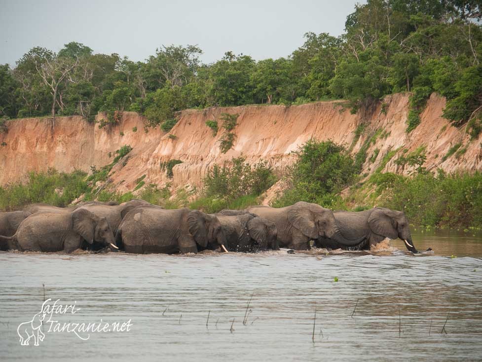 elephants rufiji 1070128