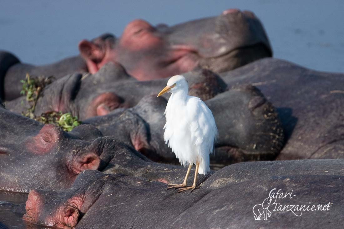 hippo heron gardeboeufs 5248