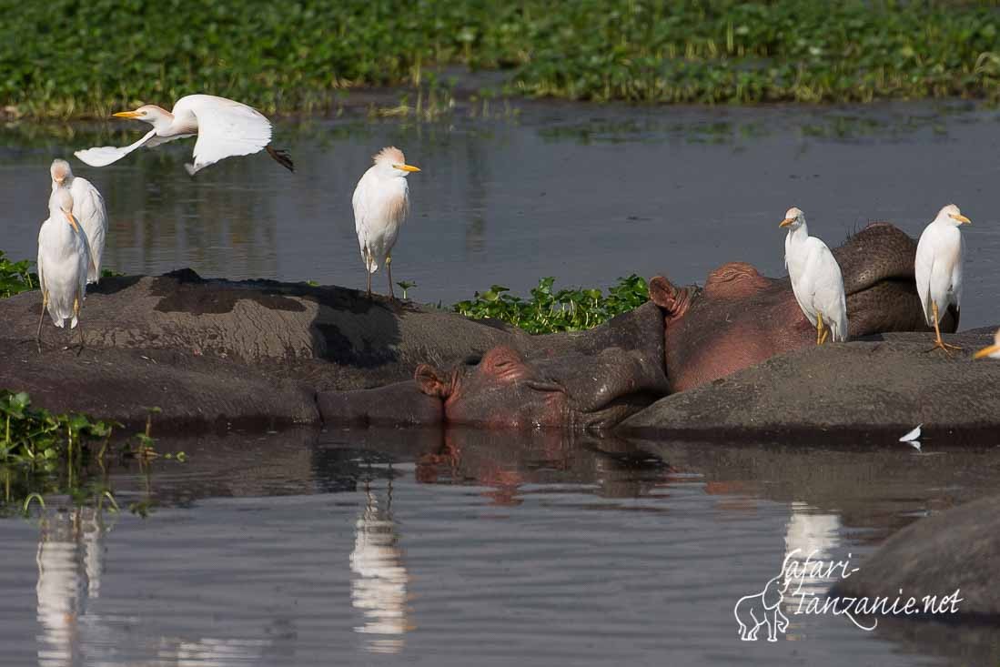 hippo heron gardeboeufs 5350