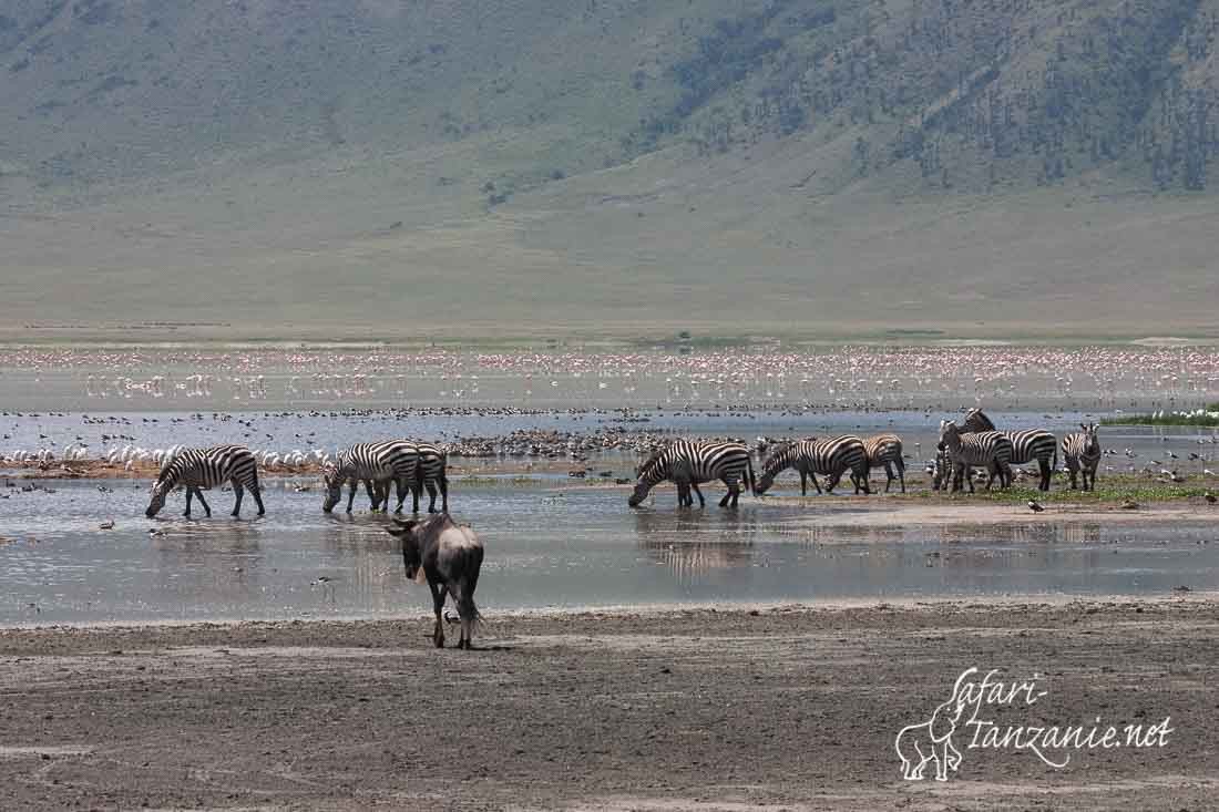 lac magadi 9859