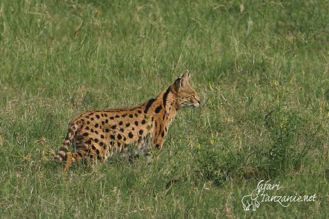 serval 4878