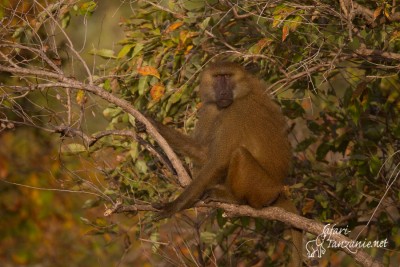 Babouin de Guinée