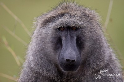 Singes et Lémuriens