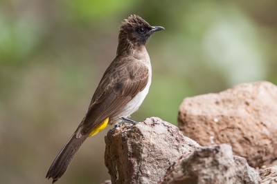 Bulbuls