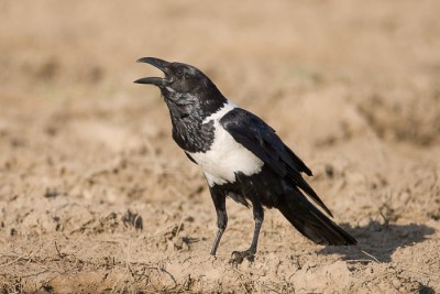 Corvidés