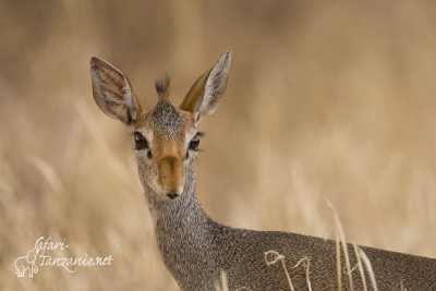 Dik-diks, Gazelles, Raphicères & C°