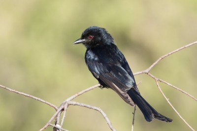 Drongo