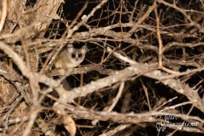 Galago du Sénégal