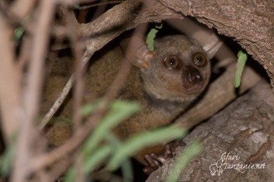 Galago à queue touffue