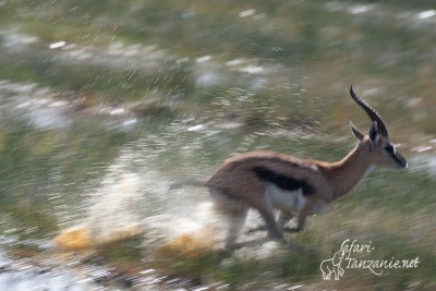 Gazelles