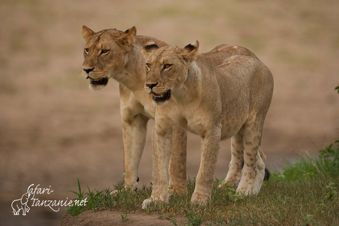 lions mwagusi 0273