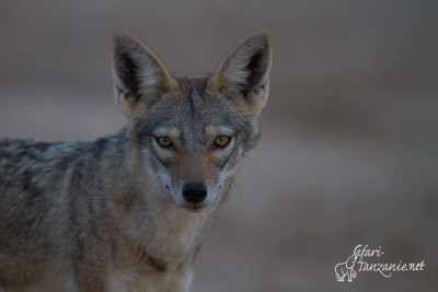 Loup africain