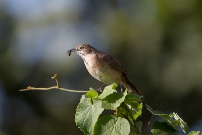 Crombecs, Mélocichle & Co