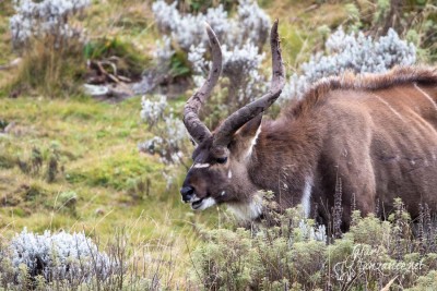 Nyala de montagne