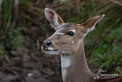 Koudous, Éland, Nyala, Guib