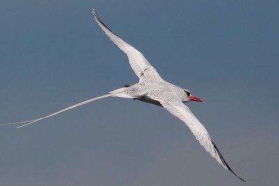 Phaéton à bec rouge