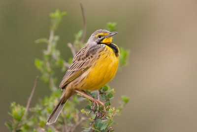 Bergeronnettes, Pipits, Sentinelles