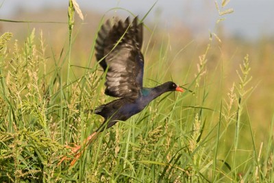 Râles, Gallinules, Talève, Foulque 