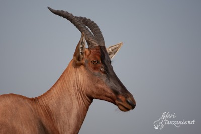 Bubale, Hippotrague, Oryx, Topi