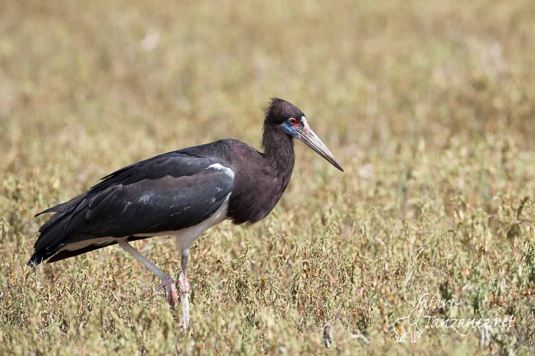 cigogne d abdim 0214