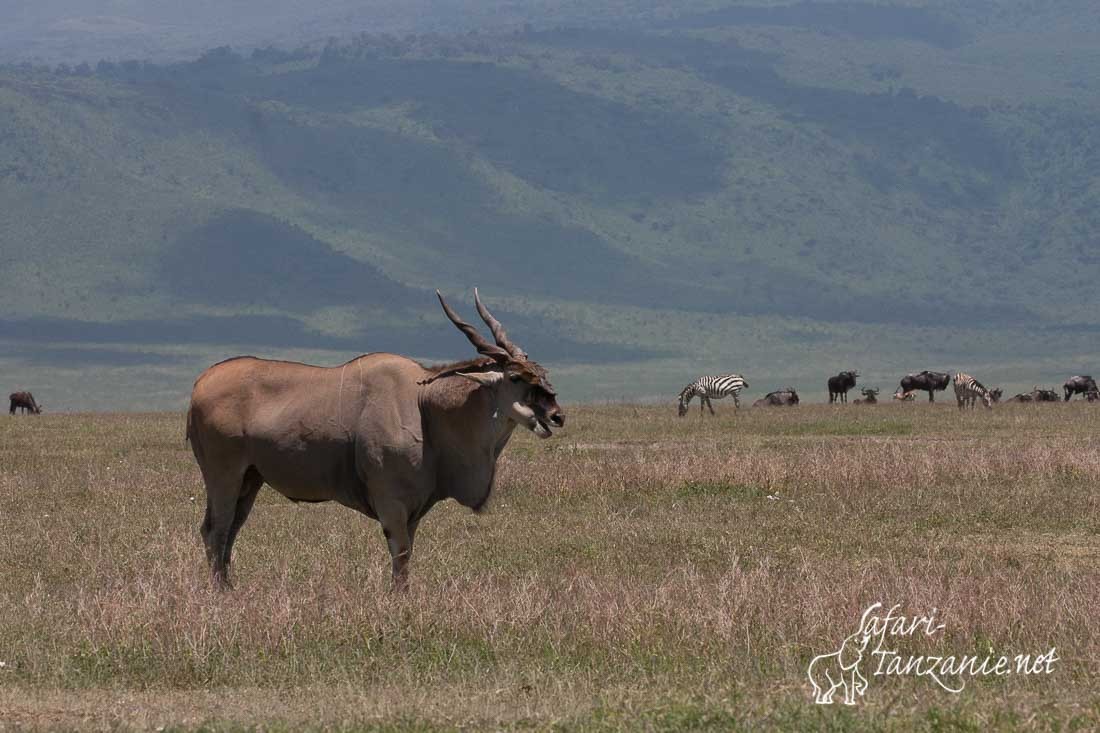 eland 9841