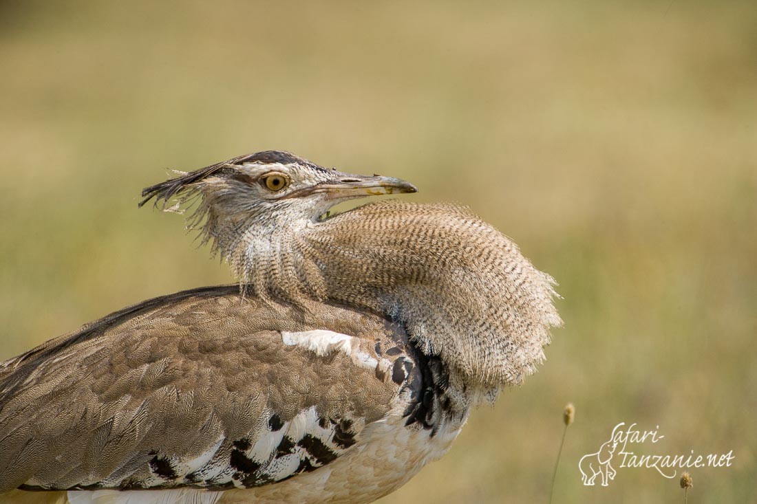 ngoro 0208