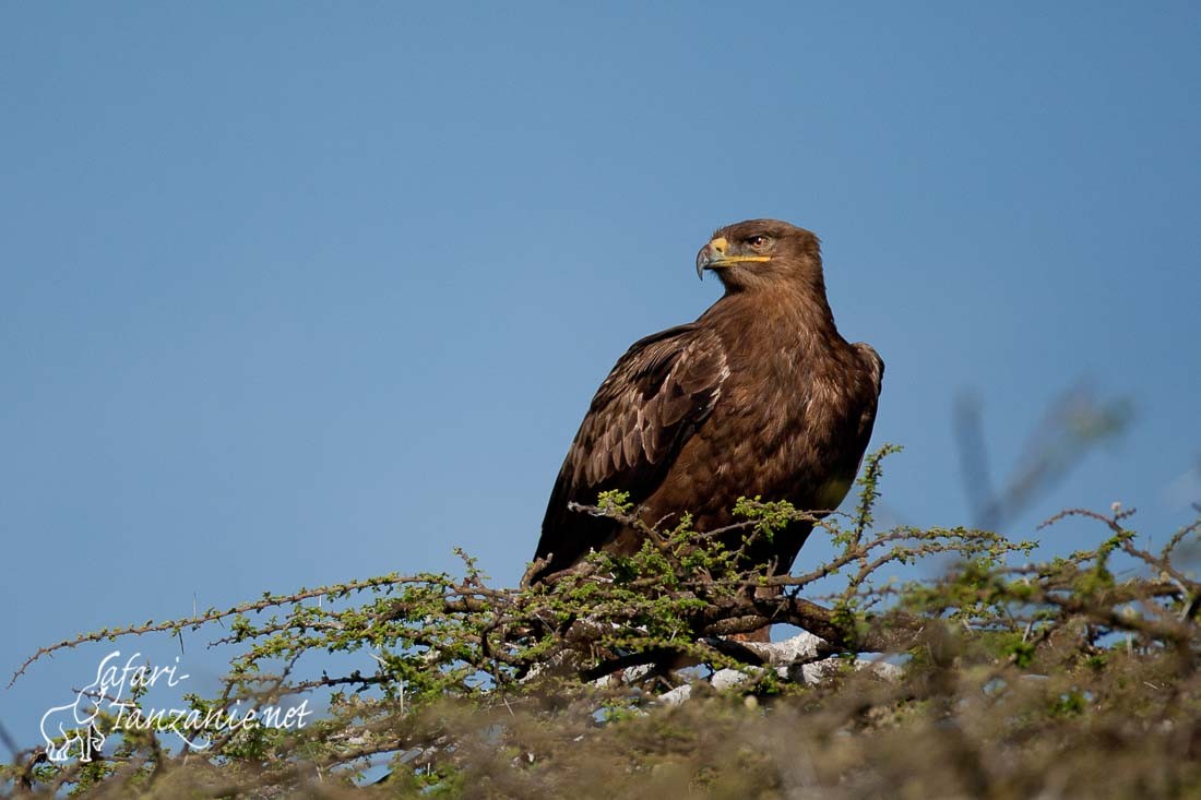 aigle ravisseur 089246