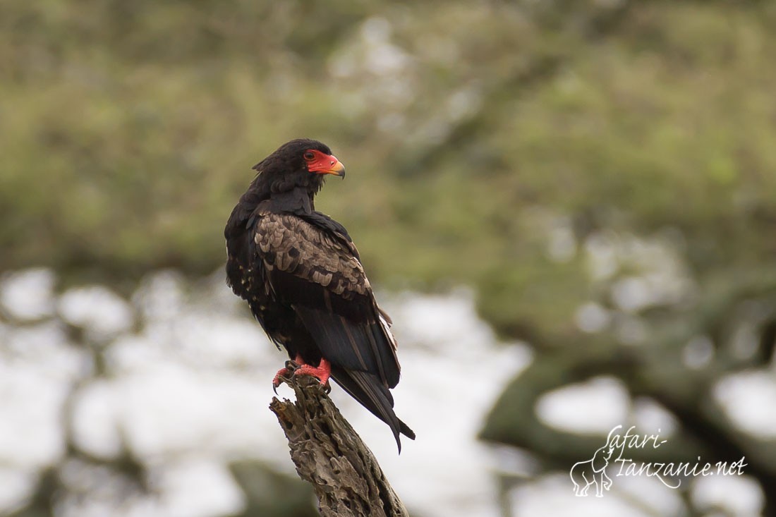 bateleur 089654