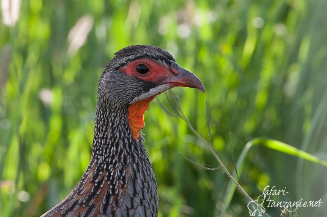 francolin a poitrine grise 1264